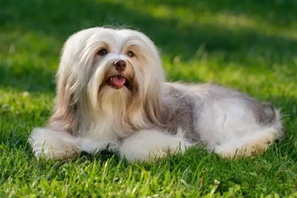cane havanese