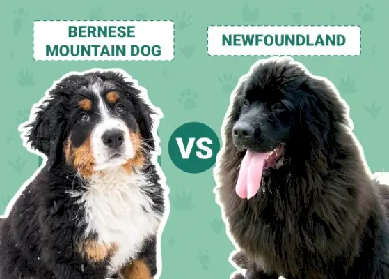 Berner Sennenhund vs Newfoundland – Hvilken bør jeg velge?