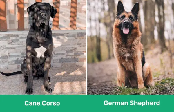 Cane Corso versus Duitse herder zij aan zij