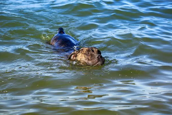 Hondenras Cane Corso zwemt in het water