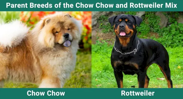Parent_breeds_Chow Chow og Rottweiler Mix