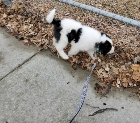 Куче Saint Bernewfie на разходка