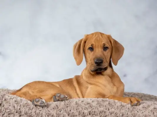 broholmer_Etc Photography_Shutterstock