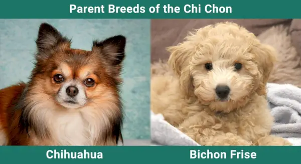 Chi Chon - Chihuahua og Bichon Frise Mix