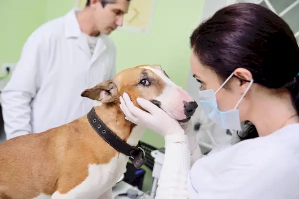 bulterjeras patikrintas veterinaro