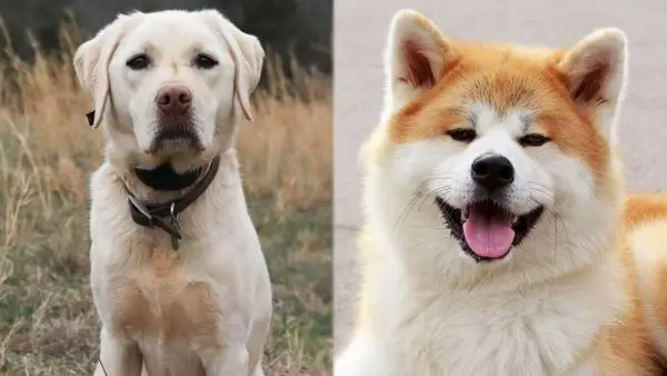 Labrakita (Akita Lab Mix) : photos, informations, guide d'entretien et plus
