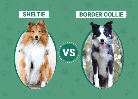 Sheltie vs Border Collie: nyckelskillnader (med bilder)