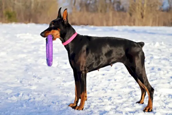 Doberman grize igračku