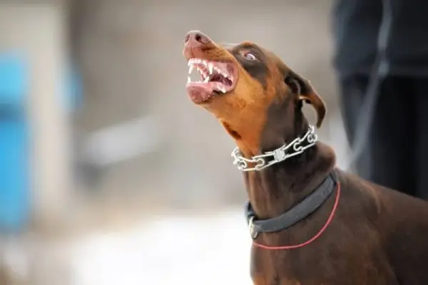 ljut opasan doberman dog zaštita