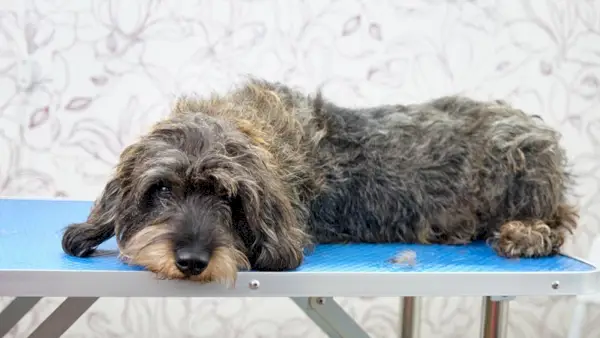 шелковистая жесткошерстная такса на столе для груминга