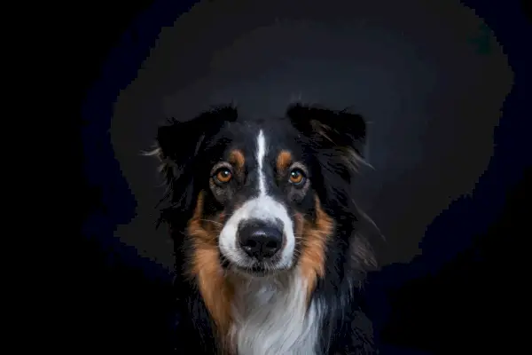 Tribarvni mejni ovčar