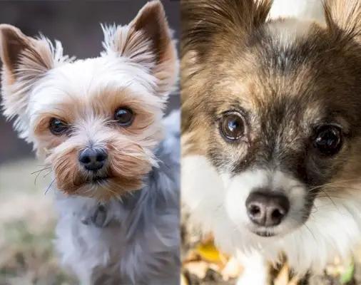 Yorkillon (Yorkshirenterrieri & Papillon Mix): Tietoja, kuvia, hoitoa ja muuta