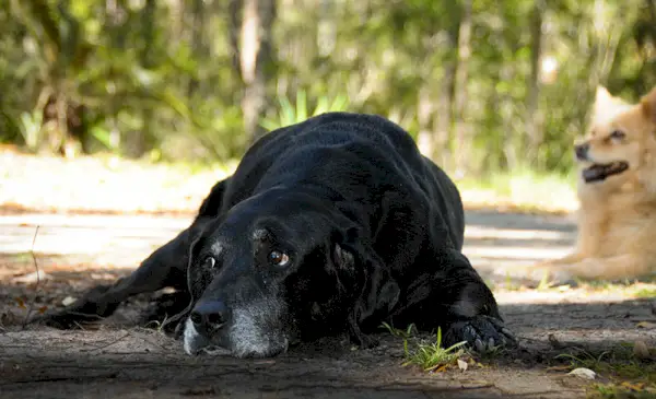 fekete véreb labrador keverék kutya egy másik kutyával a kerti parkban