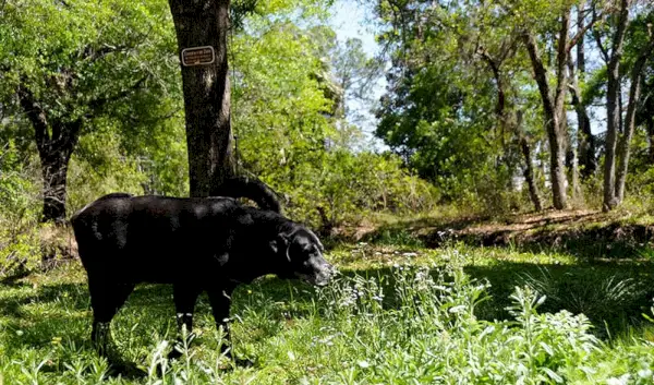 véreb labrador keverék kutya sétál a szabadban
