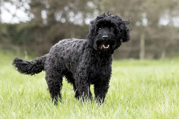 Black Cockapoo på planen