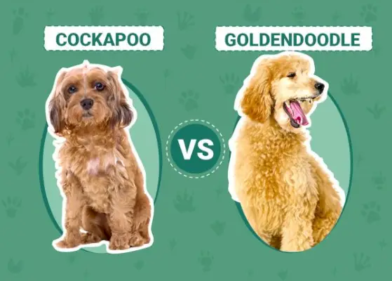 Cockapoo vs Goldendoodle: The Differences (Med bilder)