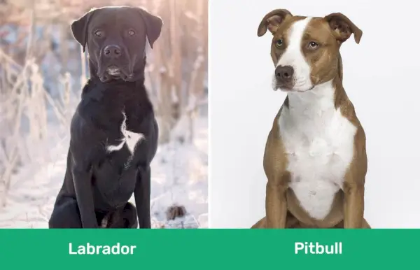Labrador vs Pitbull costat a costat