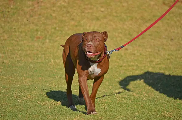 Gos Pitbull Terrier caminant amb corretja en un parc de gossos, Sud-àfrica
