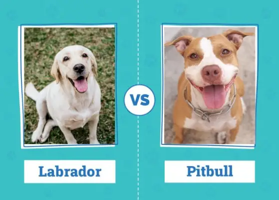 Labrador vs Pitbull: les diferències (amb imatges)