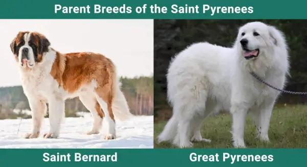 Parent_breeds_San Pirineo