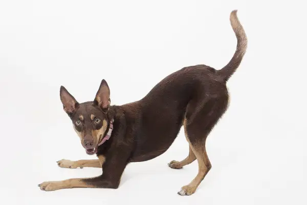 аустралијски келпи