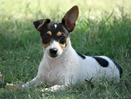 Мини фок теријер