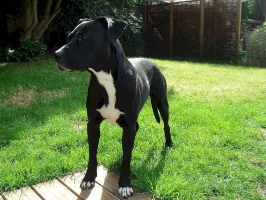 Bull Terrier Staffordshire