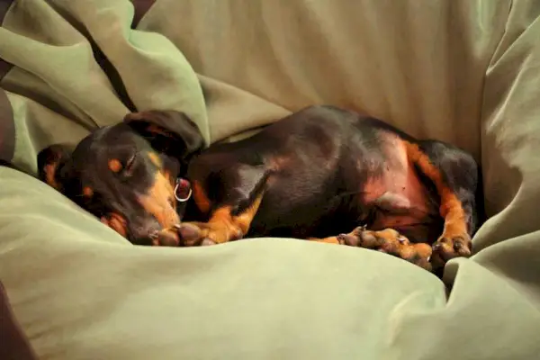 gos dachshund dormint sobre un drap