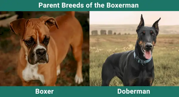 הורים_גזעי_בוקסרמן