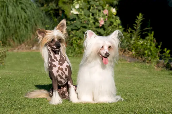 две китайски качулати кучета в поляната