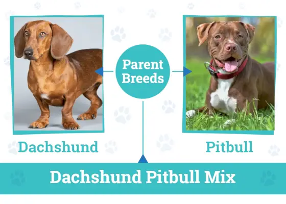 Dachshund Pitbull Mix