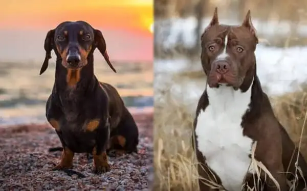 Dachshund Pitbull Alăturat