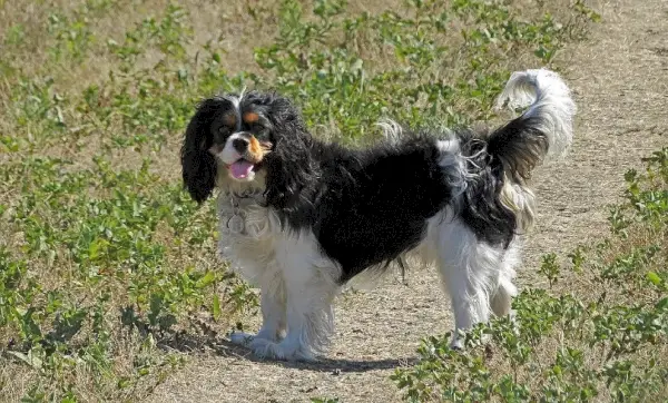 Кавалер-кинг-чарльз-спаниель