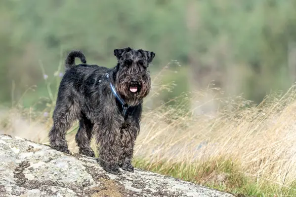 hund spår park svart dvärgschnauzer sele