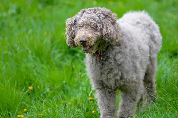 gammal silver labradoodle hund i fältet