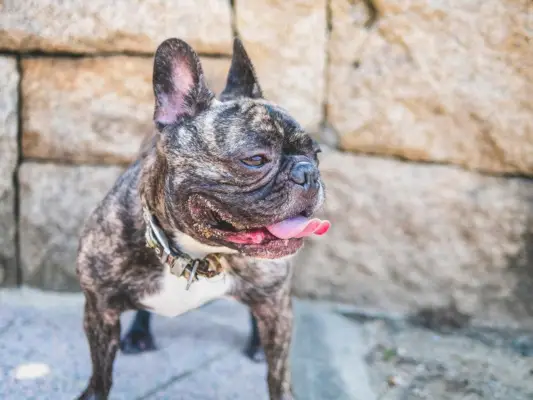 француски булдог задихан