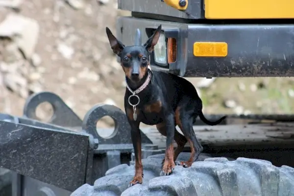 минијатурни пинч који стоји на гуми