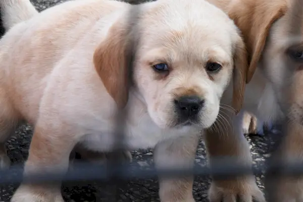 Отблизо на изправено кученце кавадор, което подава главата си през оградата