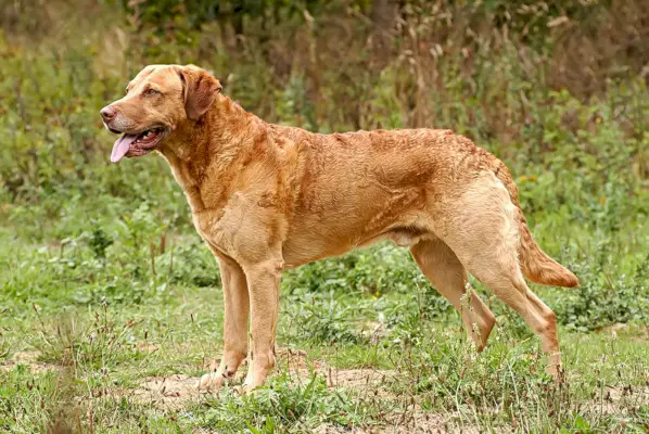 мъжки Chesapeake Bay Retriever на открито