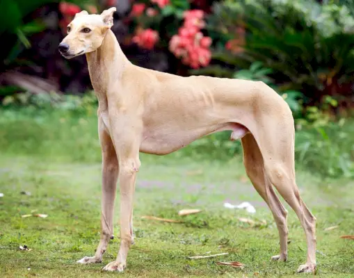 куче чипипарай, стоящо на трева