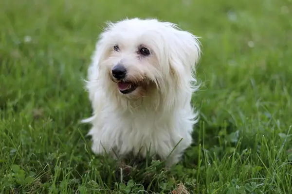 куче coton de tulear, седнало на трева