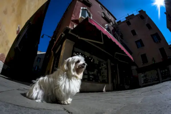 Котонезе в градския тротоар