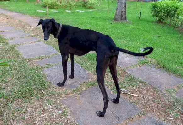 62 races de gossos que comencen amb C: imatges, fets i història