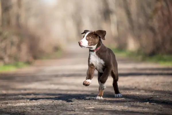 border collie laboratoriumpuppy