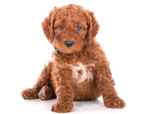 irländsk doodle hund