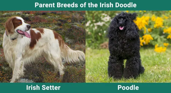 Parent_breeds_Irish Doodle
