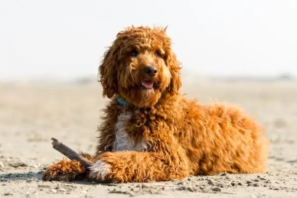 Irish Doodle (Irish Setter & Poodle Mix) Hundras: bilder, info, skötselguide och egenskaper