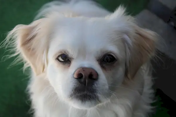 Peekapoo kutya egyenes szőrrel