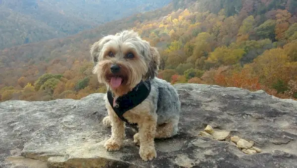 Yorkipoo túrázás