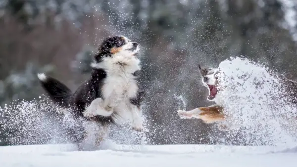 Australian Shepherd Dogs leker snø